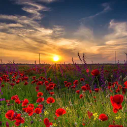 Квіти біля річки