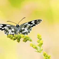 Butterfly sailboat