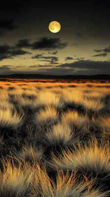 Field, Grass, Moon, Landscape, Evening, Sky