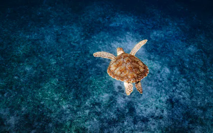 Turtle, Water, Blue Water, Beach