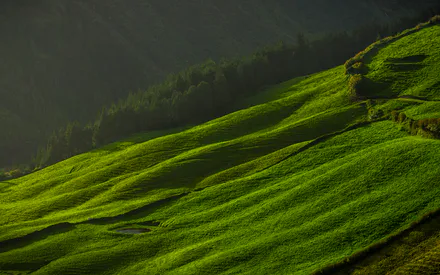 Green Hills, Fields, Slopes, Nature, Landscape, Grass, Sun, Light and Shadow, Forest, Trees, Mountains, Valley, Summer, Freshness, Bright Greens