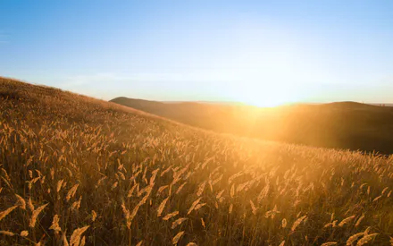 Sunset, Dawn, Sun, Hills, Field, Grass, Ears of Corn, Golden Hour, Sun Rays, Nature, Landscape, Summer, Autumn, Sky, Light