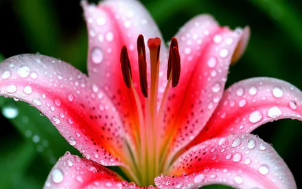 Лілія, Квіти, Природа, Фотографія, Краплі