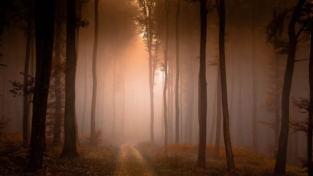 Wallpaper Foggy forest 1024x576