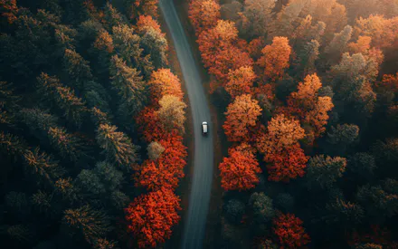 Осень, Дорога, Внедорожник, Деревья, Вид с воздуха, Красочные, Пейзаж, Природа