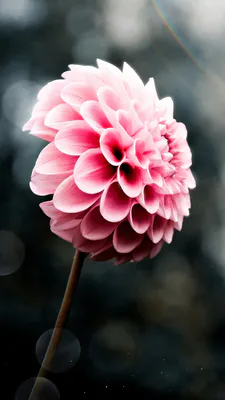 Petals, Macro Photography, Side, Stem, Pastel Colors, Garden Plant, Sun Glare