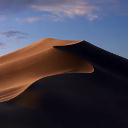 Кактус зацвел