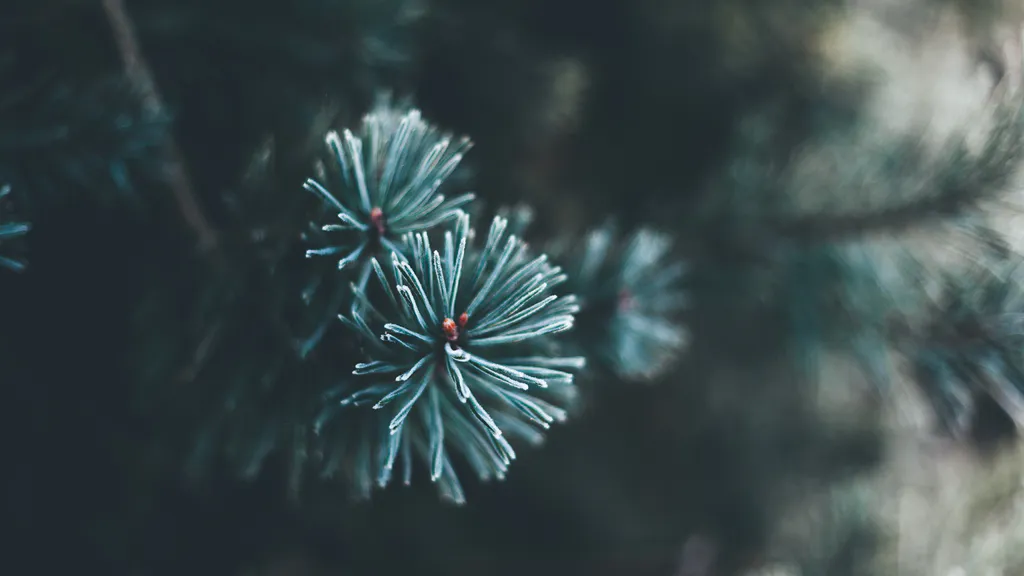 Обои на рабочий стол: Морозные хвоинки