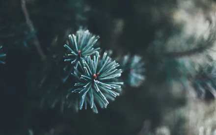 Зима, Иний, Ель, Боке, Иглы, Холод, Макро, Природа