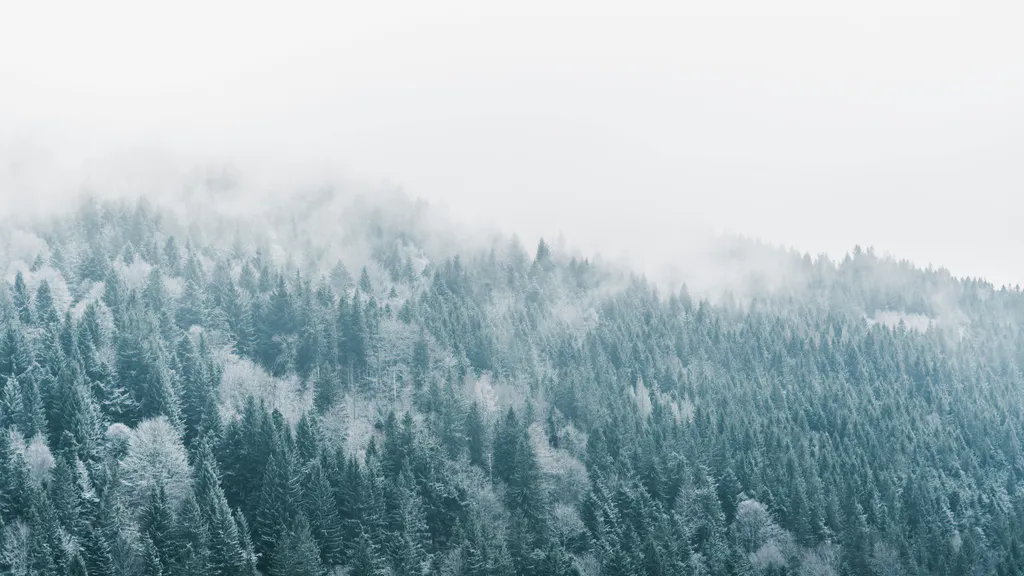 Шпалери для робочого столу: Туманний зимовий ліс