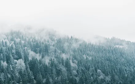 Coniferous Trees, Fog, Mountains, Snow, Trees, Winter, Nature, Cold