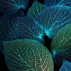 Leaves Background