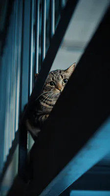 Кот, Полосатый кот, Кошачьи глаза, Усы, Темная сцена, Синие тона, Занавес