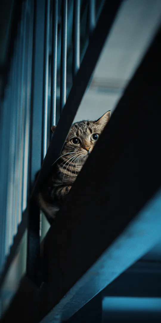 Обои на телефон: Кот за занавесом