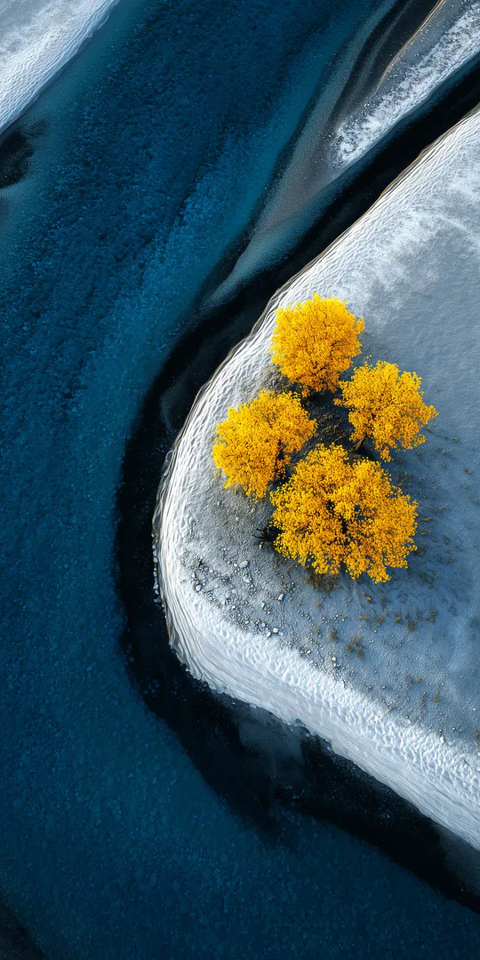 Phone wallpaper: Yellow trees in the snow