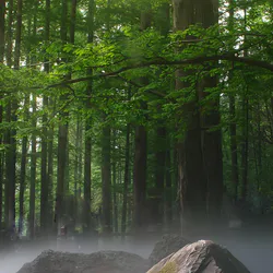 Озеро в тумане