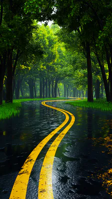 Forest, Highway, Marking, Trees