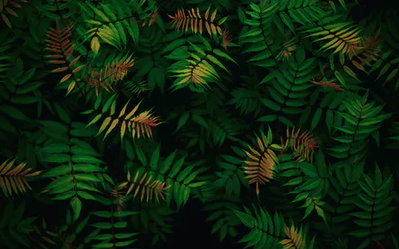 Figure, Leaves, Green Leaves, Tropical, Dark -green