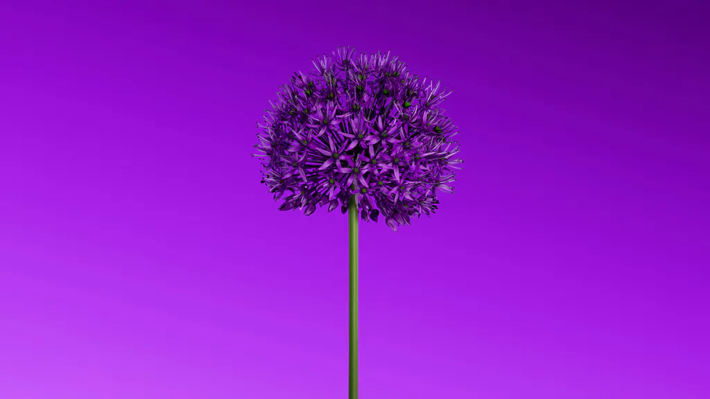 Desktop wallpaper: Violet flower