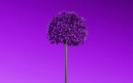 Violet, Background, Minimalism, Gradient, Plant