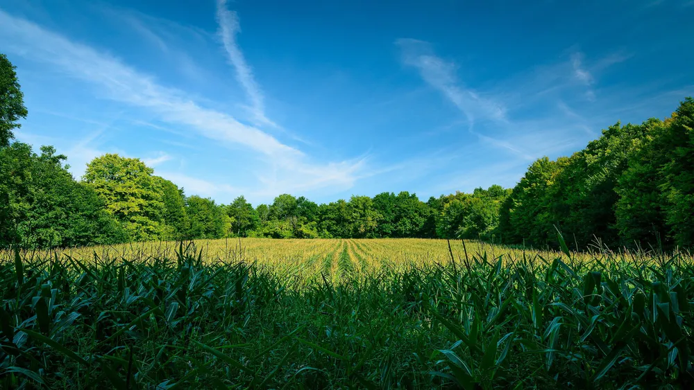 Wallpaper Field 400x240