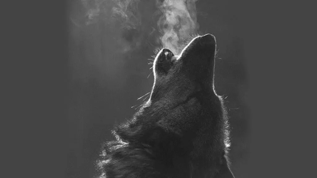 Desktop wallpaper: Wolf