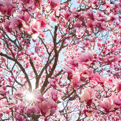 Дебаркадер