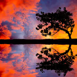 Lonely tree