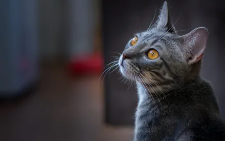 Кот, Мордочка, Серый