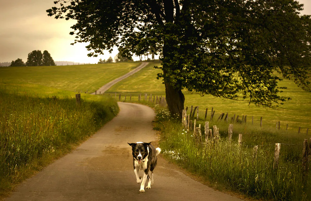 Wallpaper Dog 1920x1080