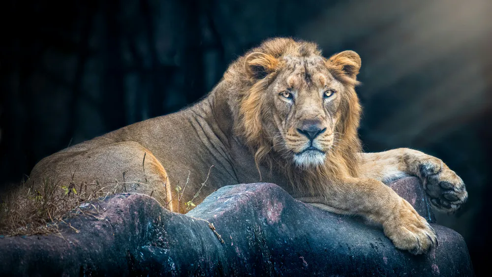 Wallpaper A lion 1366x768