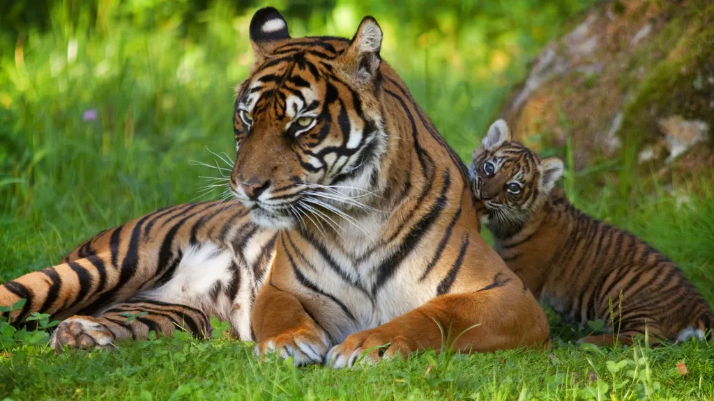 Desktop wallpaper: Tigress with a cub