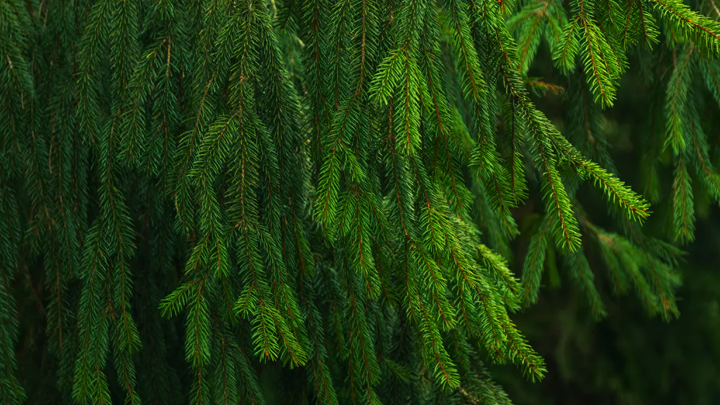 Шпалери для робочого столу: Зелена ялина