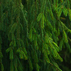 Waterlilies Yuanmingyuan