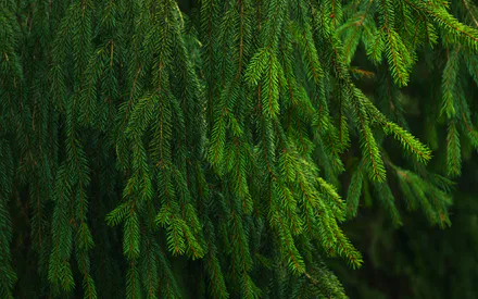 Хвоя, Ветви, Хвойный лес, Кониферы, Макро, Текстура, Природа, Насыщенные тона