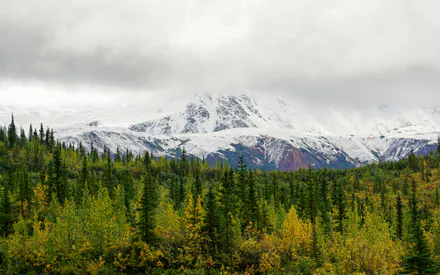 Горы, Облака, Осень, Ели, Тайга, Снежные хребты, Контрастные цвета