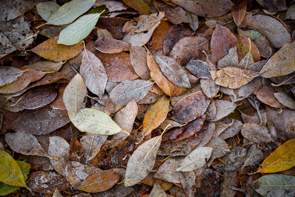 Wallpaper First frost 1080x2400