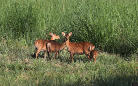 Animals, Family, Landscape, Nature, Deer