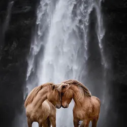 White Horses on the Beach