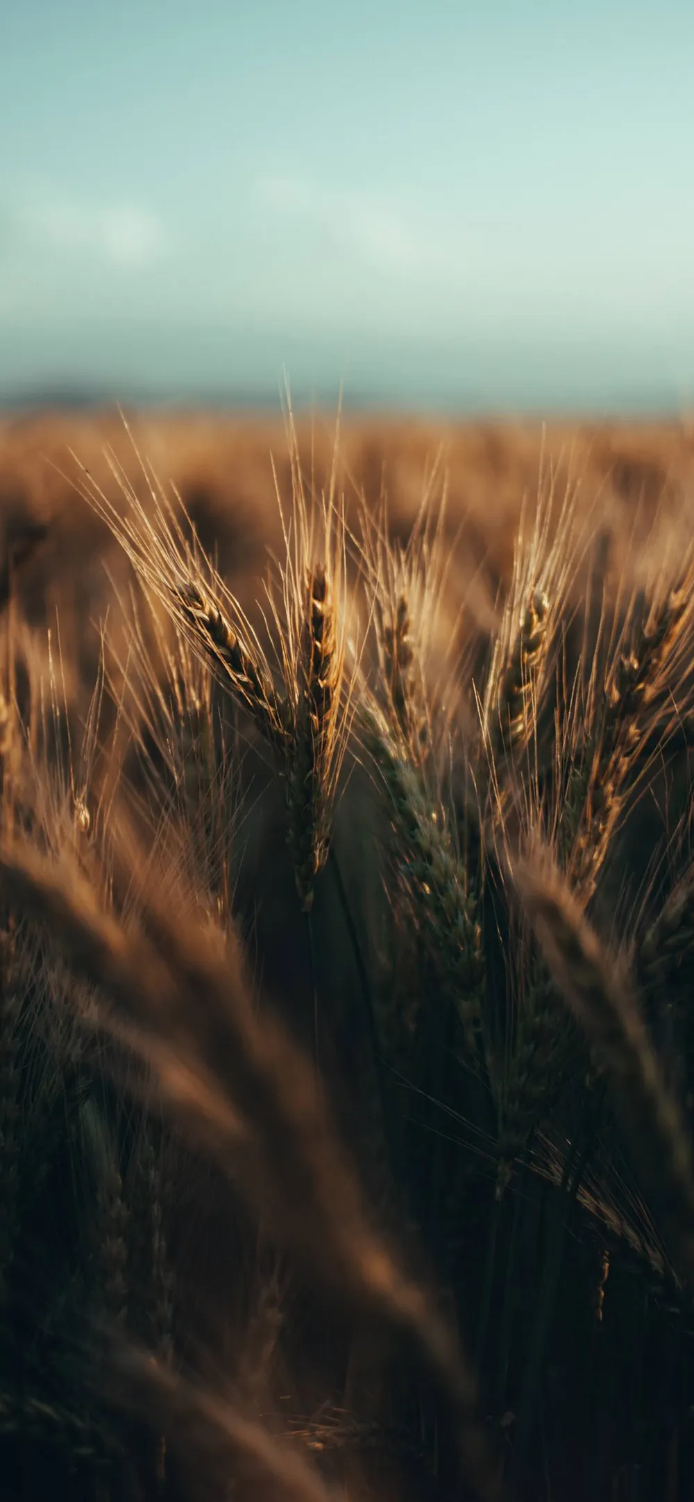 Wallpaper Ears of wheat 1024x768