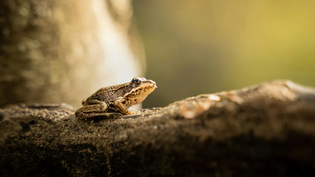Обои на рабочий стол: Лягушка