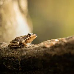 Tapichalaca Torrenteer