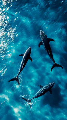 Dolphins, Transparent Water, Ocean, Fish