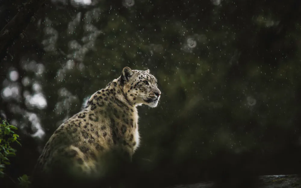 Manually crop Snow leopard, Snow, Leopard, Rain, Animals, Background ...