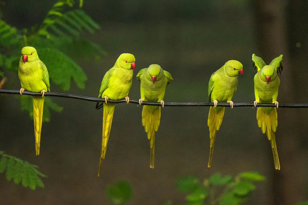 Wallpaper Parrot 1024x576
