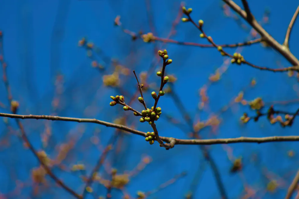 Wallpaper Branch 1366x768