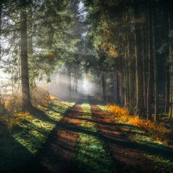 Bavarian forest