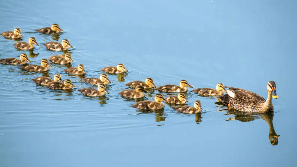 Wallpaper Ducks 1024x576