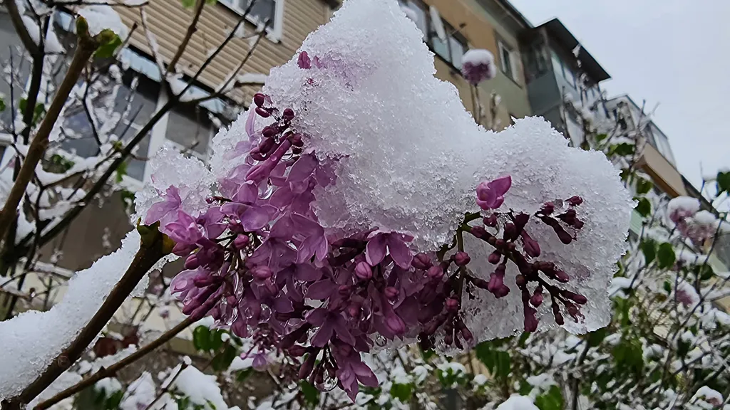 Обои на рабочий стол: Сирень в снегу