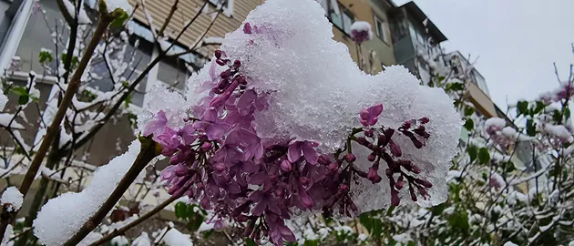 Сирень, Снег, Цветы, Осень